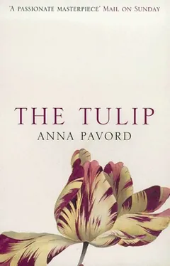 The Tulip by Anna Pavord, book cover