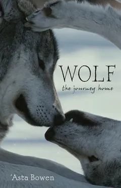Wolf: The Journey Home by Asta Bowen, book cover